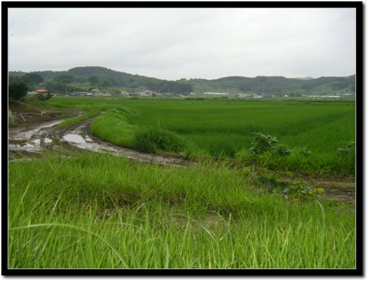 민박집에서 바라본 아침 풍경. 